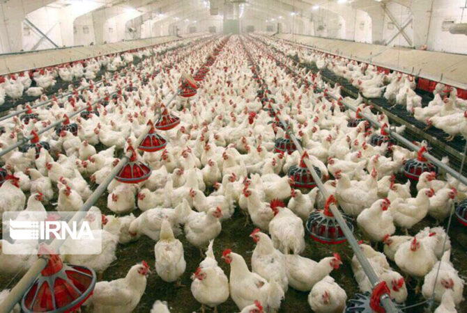 تامین روزانه مرغ گرم بیش از نیاز پایتخت