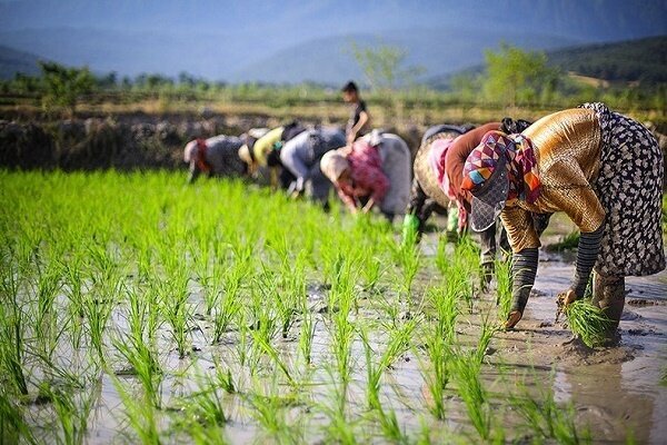 تولید برنج