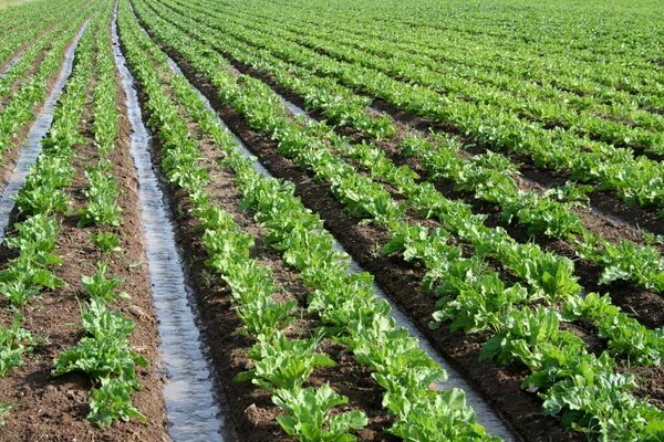 «همیشه سبز» در دل خشکسالی!