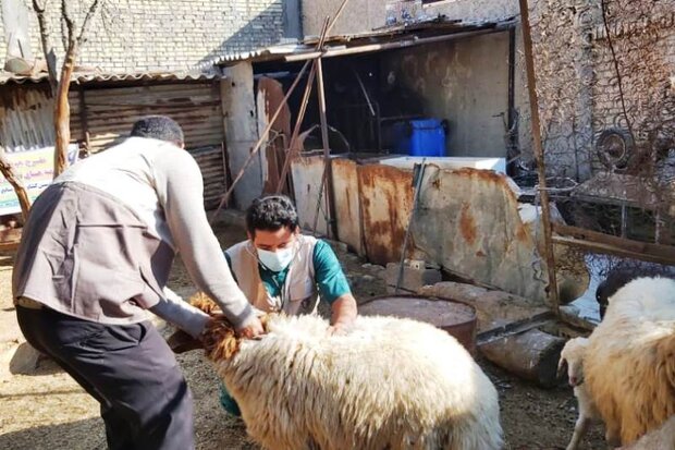 جهش تولید گوشت ایرانی با امضای روستائیان؛ خودکفایی محقق میشود؟