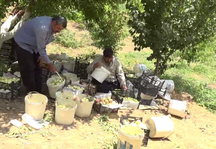 سرزمین سیبهای شیرین!