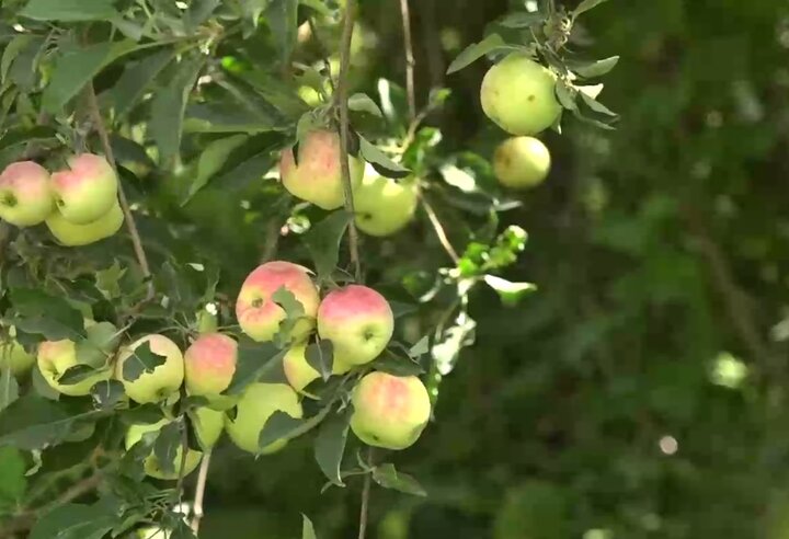 سرزمین سیبهای شیرین!