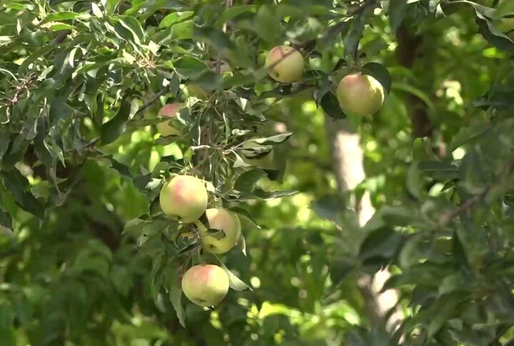 سرزمین سیبهای شیرین!