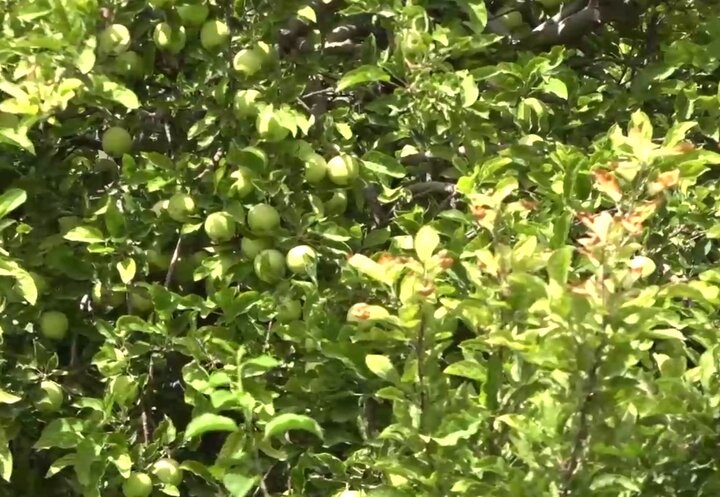 سرزمین سیبهای شیرین!