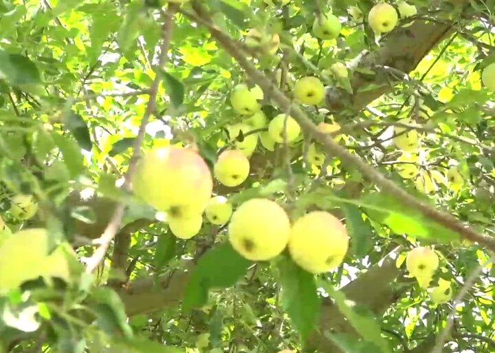 سرزمین سیبهای شیرین!