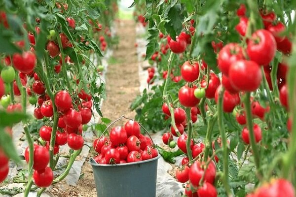 رونق کشاورزی گلخانه ای در سیستان؛ بیش از ۳۱۰۰ نفر شاغل در زابل و زهک