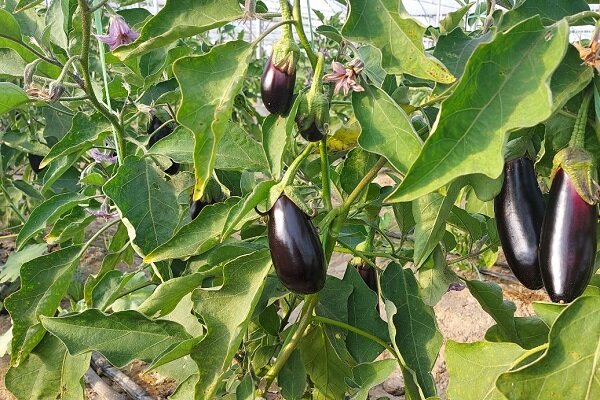 سراوان؛ قطب تولیدات گلخانهای با تولید بیش از ۱۳ هزار تن محصول