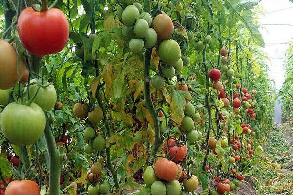 سراوان؛ قطب تولیدات گلخانهای با تولید بیش از ۱۳ هزار تن محصول