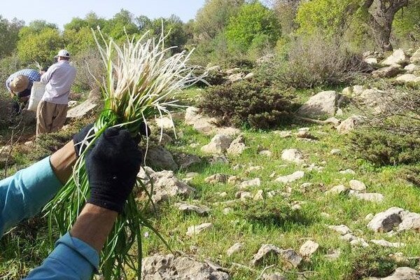 عطر درمان از دل کویر؛ سیستان و بلوچستان سرزمین گیاهان شفابخش