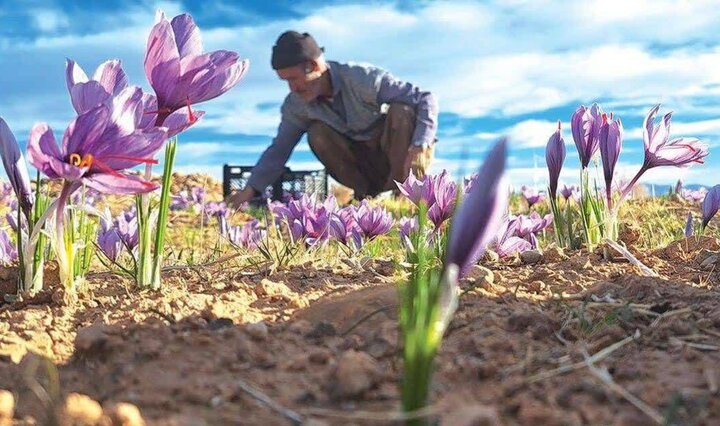 زعفران؛ گنجی در دل زمین‌های چهارمحال و بختیاری