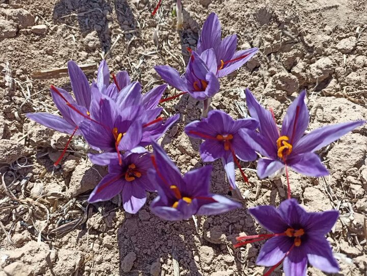 «طلای سرخ» راهبردی برای عبور از خشکسالی در سمنان؛ دولت حمایت میکند